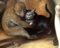Cornelis Cornelisz van Haarlem La Chute de l’Homme Monkey Cat Frog Hedgehog